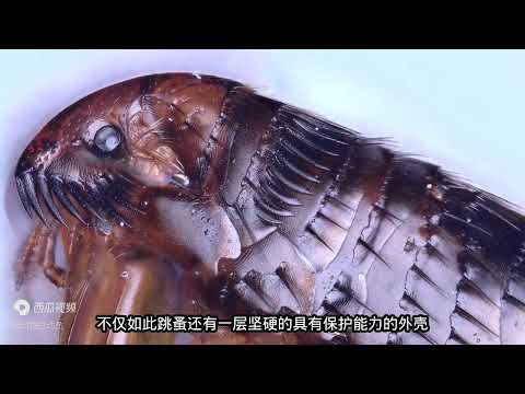 跳蚤的一生：从卵到成虫四个阶段的有趣蜕变