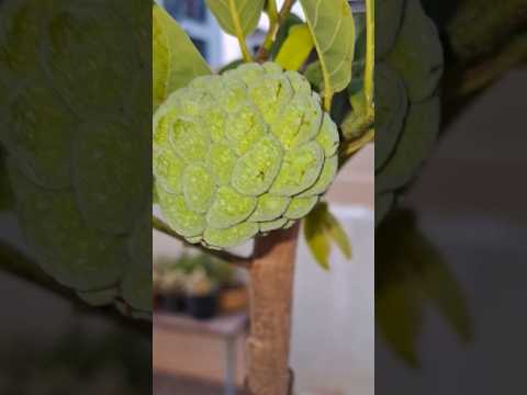 vegetables flowers and fruits in tarraes gardening 😇🤗😘