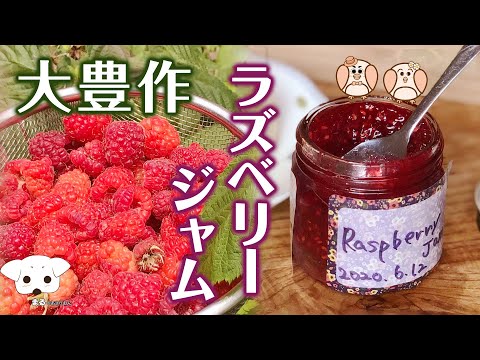 ラズベリーの茂みを剪定する時期はいつですか?その理由と作り方 + 簡単に作れる自家製ジャムのレシピ 1 つ!  庭園