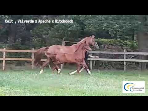 Colt Valverde x Apache