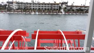 preview picture of video 'Channel Islands Yacht Wedding - Sea Lions playing - Scarlett Belle - Ventura County Boat Wedding'