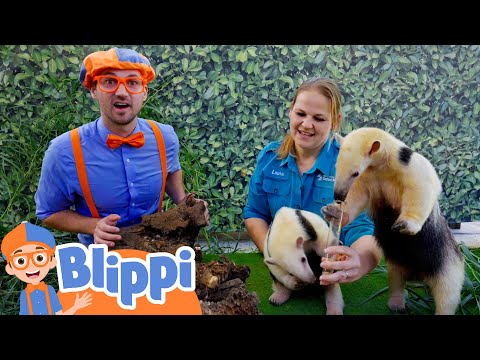 Blippi's Summer Camping Sleepover at the Safari Park Zoo | Educational Videos for Kids