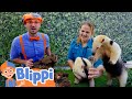 Blippi S Summer Camping Sleepover At The Safari Park Zoo Educational Videos For Kids