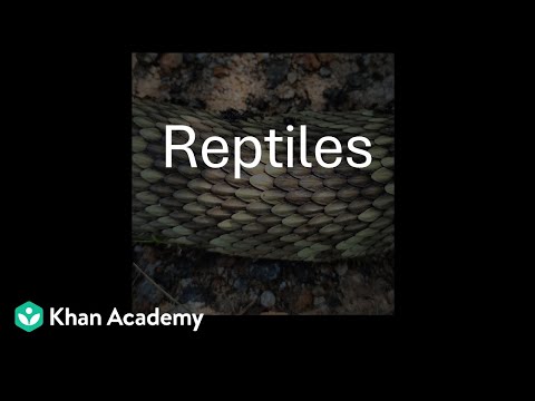 Reptile Biology | Vibepedia