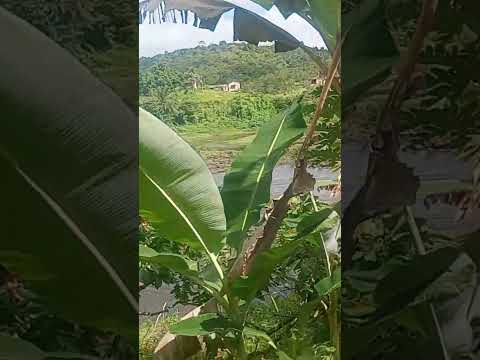 estou vendendo minha propriedade em Ubaitaba Bahia