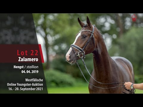 Youngster Online-Auktion Lot 22 Zalmero Hengst v. Zoom - Laudabilis
