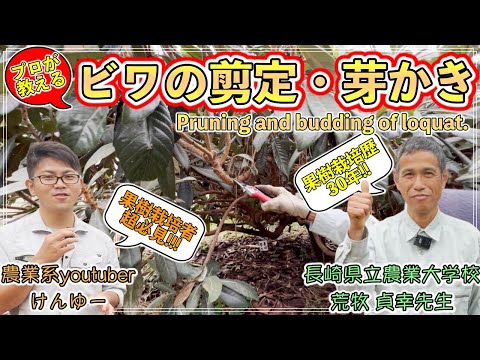  11月に剪定できる木は何ですか?なぜ、どのようにして？実践的なヒントは次のとおりです  庭園