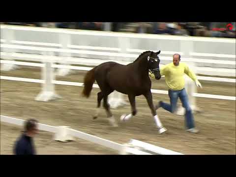 Finnigan v  Floriscount   Don Schufro Körung 2015