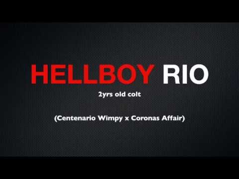 Hellboy Rio (CFR Centenario Wimpy x Coronas Affair) -  2yrs old colt