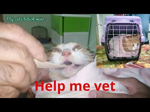 Vet helps sick cat /removal teeth- stomatitis - treat dental problems/cat meowing loudly for help