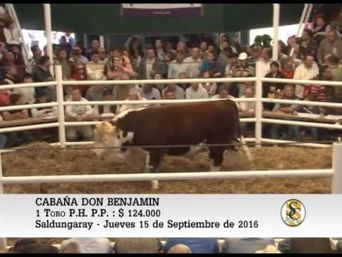 15-09-16 Venta de Toros P.P. - Cabaña Don Benjamin - Saldungaray.