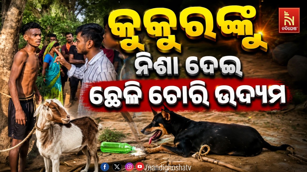 🔴Live | କୁକୁରଙ୍କୁ ନିଶା ଦେଇ ଛେଳି ଚୋରି ଉଦ୍ୟମ | NandighoshaTV