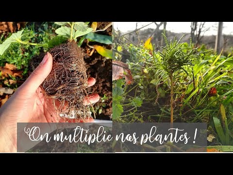 , title : 'Bouture au potager multiplier ses plants'