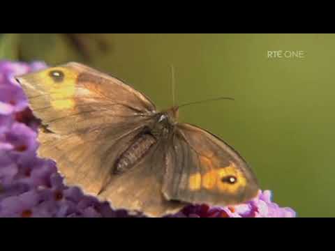 Waterways - The Royal Canal - Episode 4