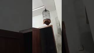 Download lagu sogon isian pelatuk sampit mp3