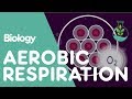 What Is Aerobic Respiration? | Physiology | Biology | FuseSchool