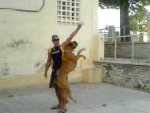 Tarifa city dog boxer Yako.3gp