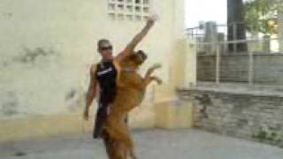 preview picture of video 'Tarifa city dog boxer Yako.3gp'