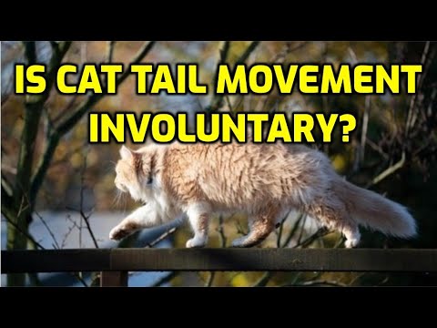 Do Cats Have Control Over The Movement Of Their Tails?