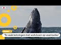 Onderzoekers: Schepen moeten uitkijken voor walvissen