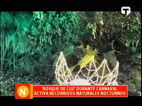Bosque de luz durante carnaval activa recorridos naturales nocturnos