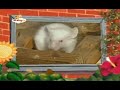 The Amazing World Rodents