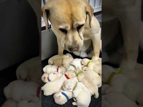 Lần sanh cả đội bóng