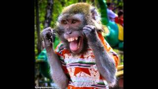 Monkey The Fabulous Thunderbirds