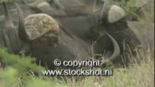 preview picture of video 'kaapse buffel - cape buffalo - syncerus caffer'