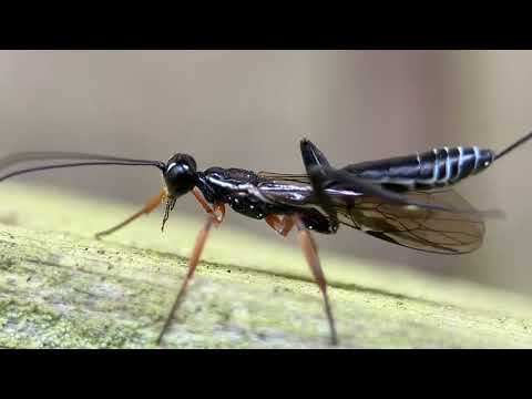 Ichneumonid Wasp (Xoridae)