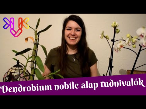 , title : 'Dendrobium nobile orchidea gondozása | Igényei és alap tudnivalók'