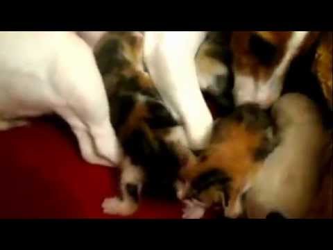 Dog gives birth to kittens