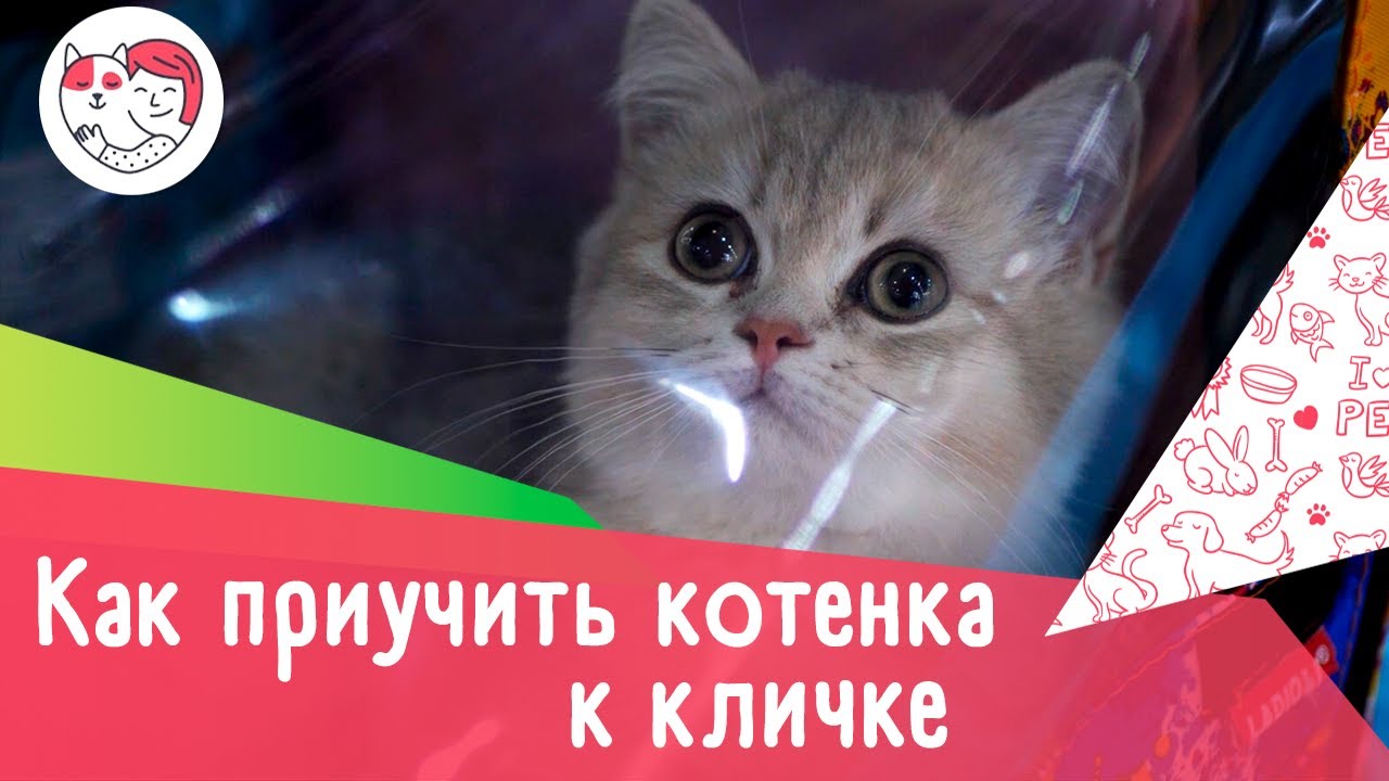 Как приучить котенка к кличке: 4 правила