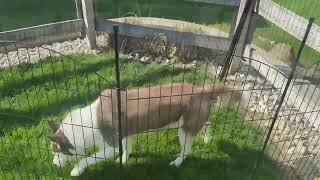 Does the 10 Panels No Dig Decorative Garden Fence Live Up to the Hype? Full Breakdown X8770