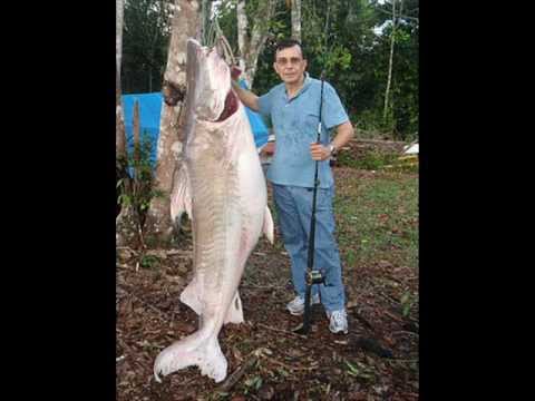 Les plus gros poisson d'eau douce du monde