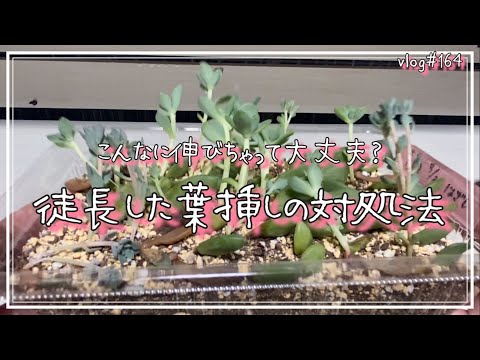 多肉植物の繁殖に成功しました トピックス