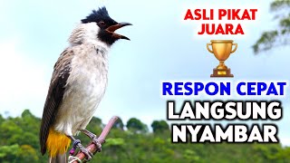 Download lagu Suara Burung Kutilang Gacor Garuda Paling Ampuh Untuk Masteran Dan Pikat  mp3