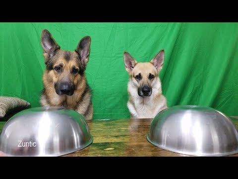 download lagu mp3 mp4 Veggie Ears For Dogs, download lagu Veggie Ears For Dogs gratis, unduh video klip Veggie Ears For Dogs