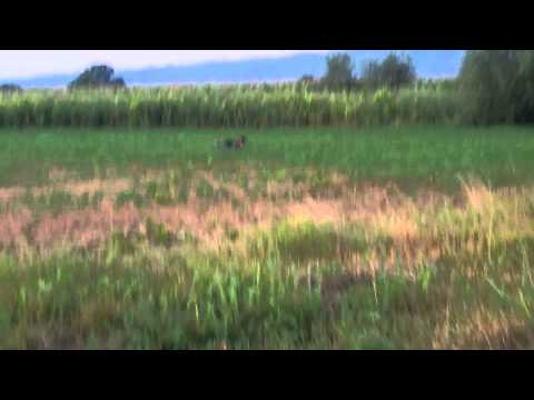 MAMBA DUKI AGELOPOULOS