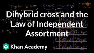 Dihybrid cross and the Law of Independent Assortment | High school biology | Khan Academy