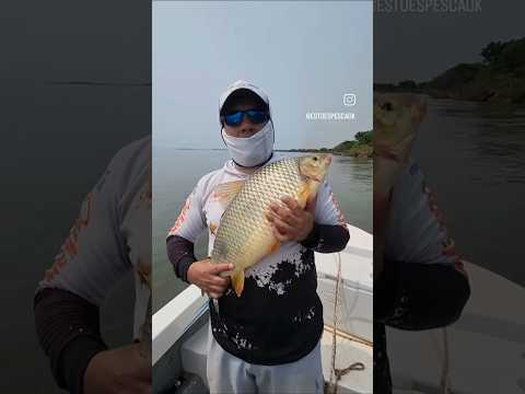 BOGA DE 8 KILOS EN EL SAN LORENZO EMPEDRADO.