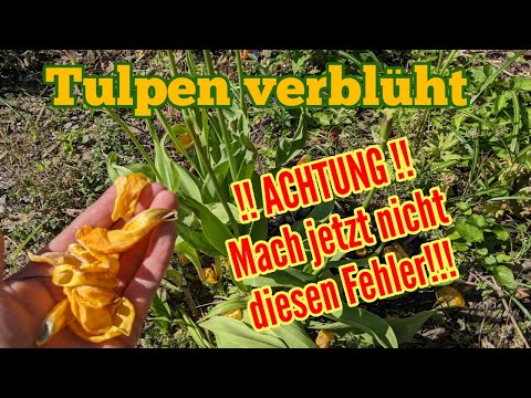, title : 'Tulpen verblüht: Fast ALLE machen jetzt diesen FEHLER!'