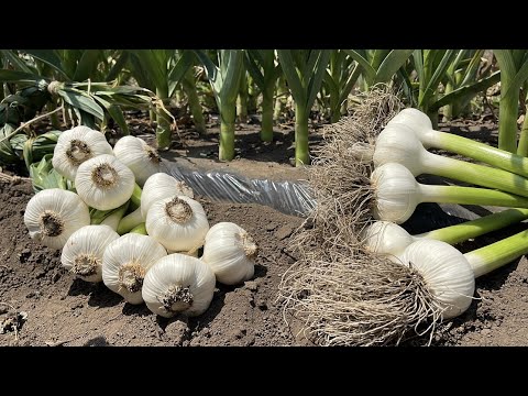 園芸 コロシンスの収穫と保管