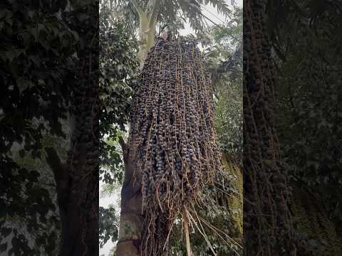 Acai Berry Plant Tropical Fruit #shorts #acaiberry #tree #tropicalfruit #viralvideo #food #fruit