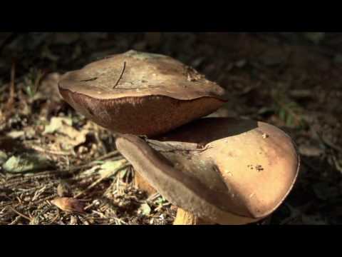 "W służbie natury" - sezon 2016 - Grzyby