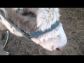 Horse NOSE And Donkey NOSE Close Ups Addie Acres