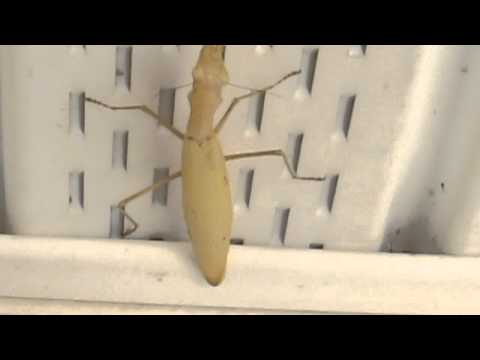 Blonde Wild Mantis on the Sagittarius