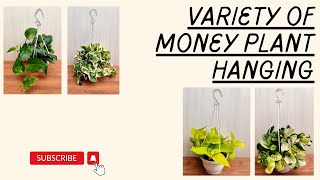 Money plant care guide