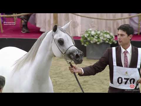 N 70 FATTAM AL NASSER   29th Qatar Intl A H  Show 2020   4 6 Years Old Mares Class 4B