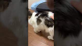 お留守番前に落ち着かない猫【ノル猫ミロシー】 #shorts